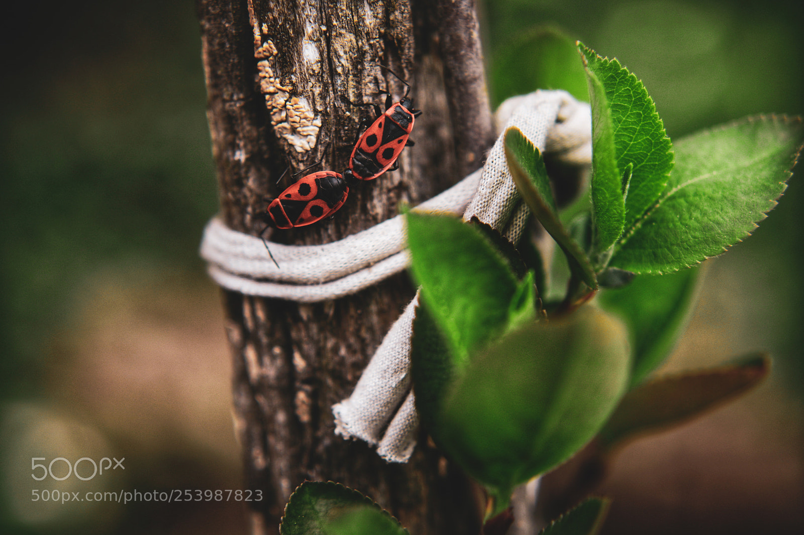 Canon EOS 5D Mark IV sample photo. Bugs in love photography