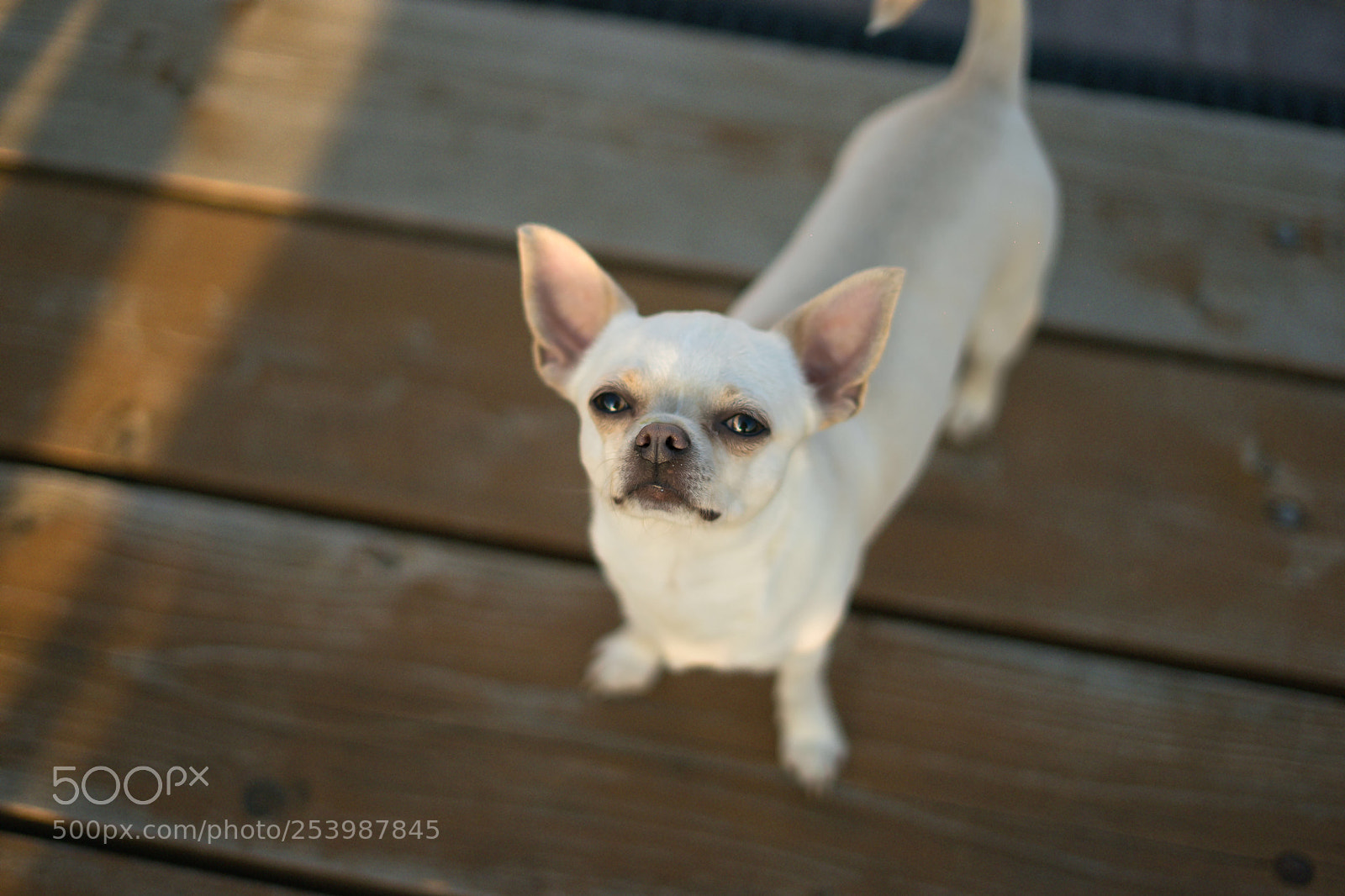 Sony a7 sample photo. Lovely boy photography