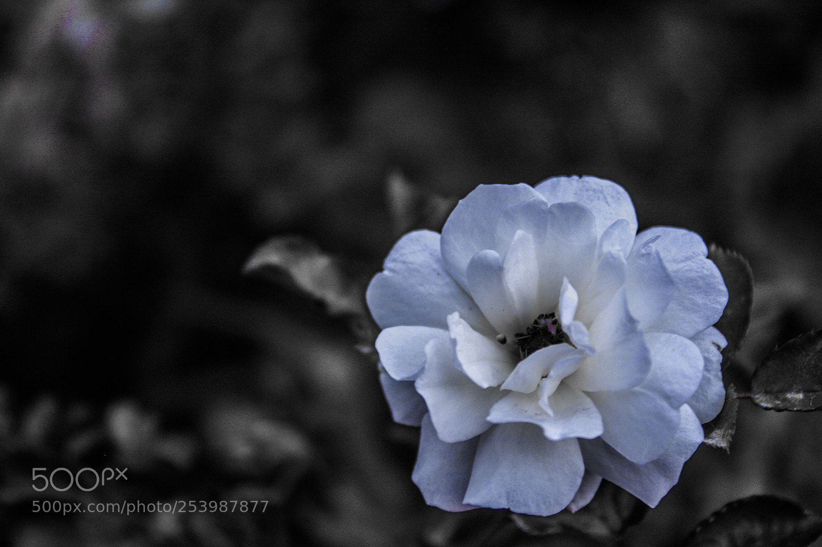 Canon EOS 40D sample photo. Focus on it photography