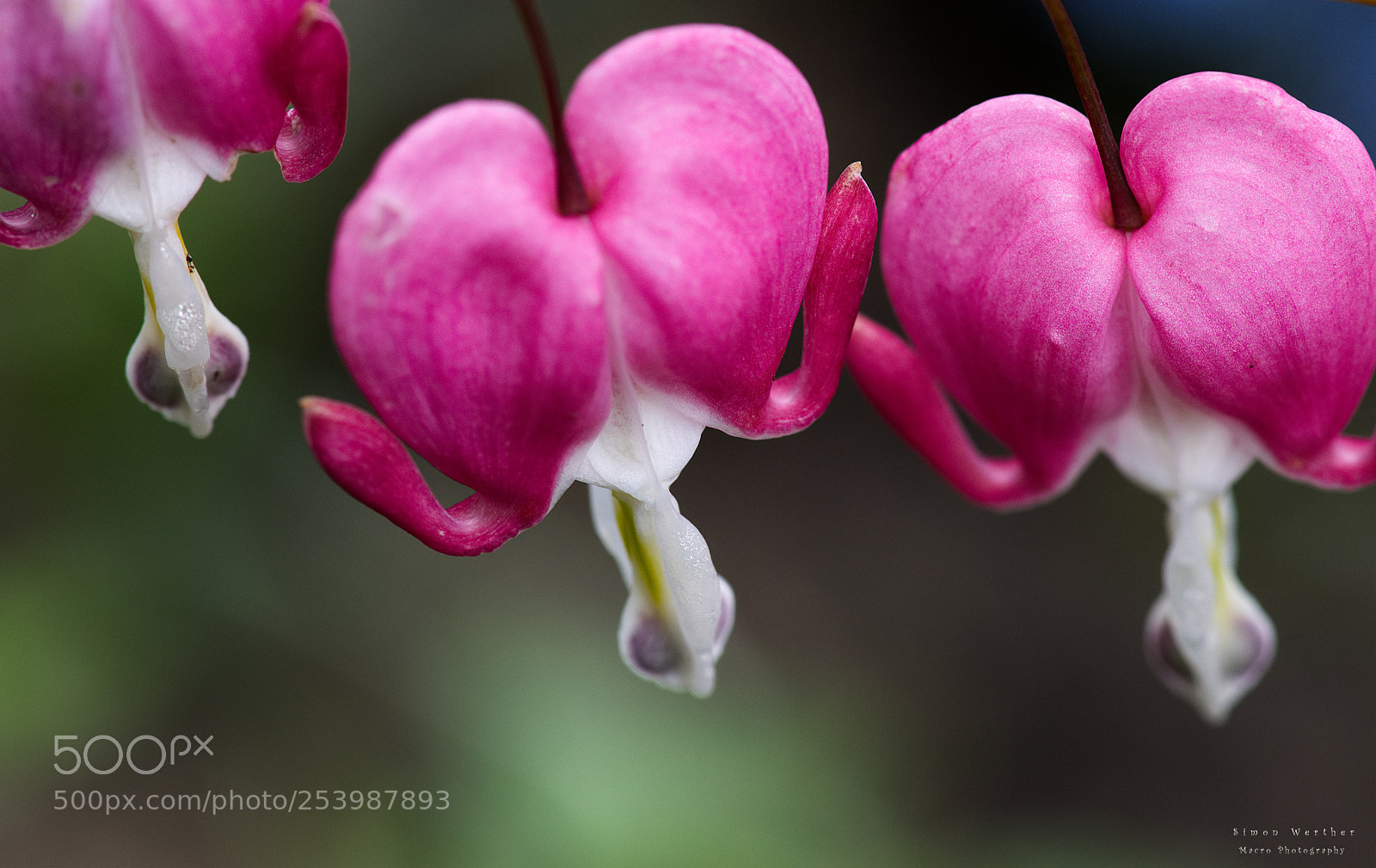 Nikon D5600 sample photo. Spring photography