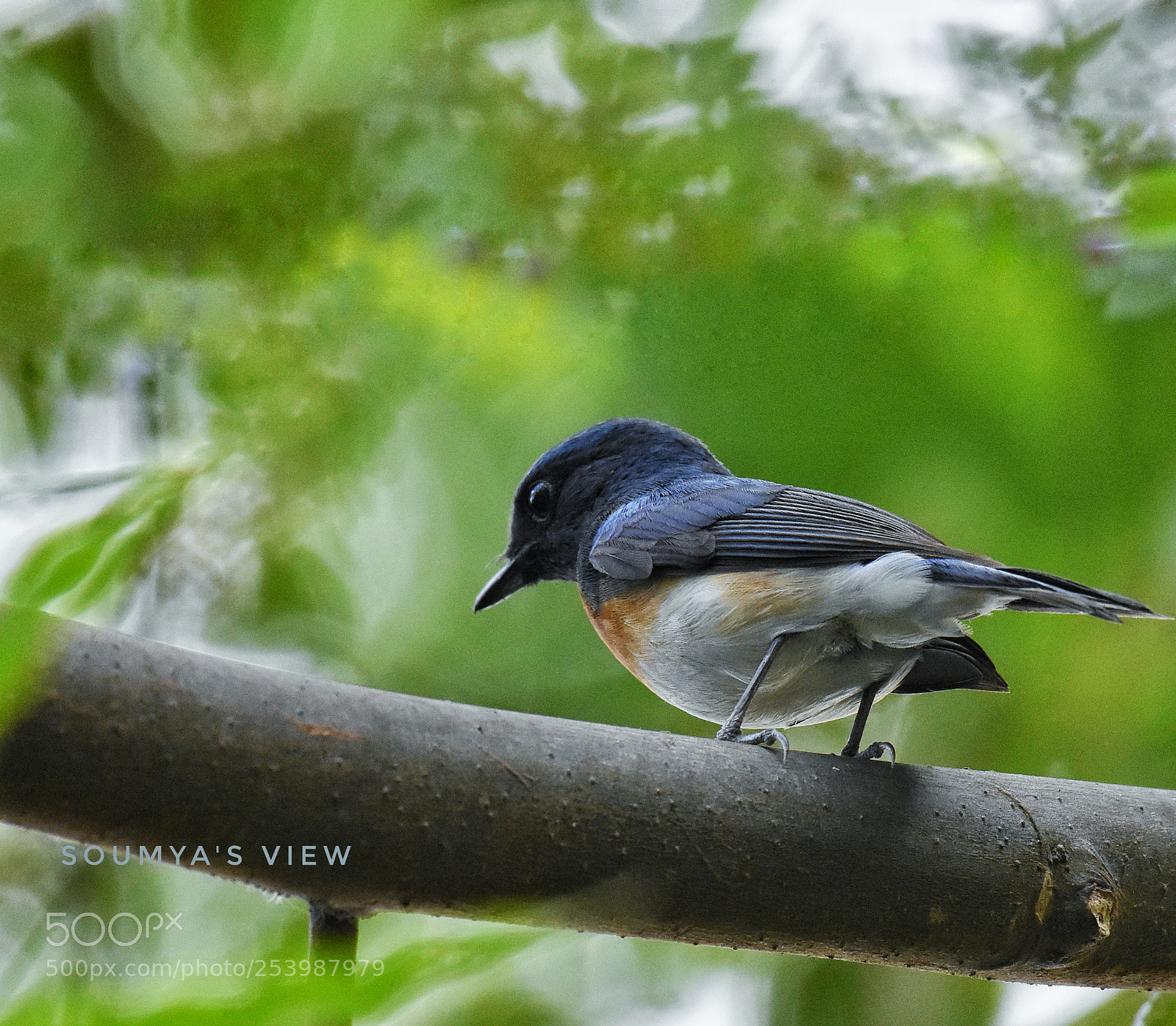 Nikon D7200 sample photo. Blue feather photography