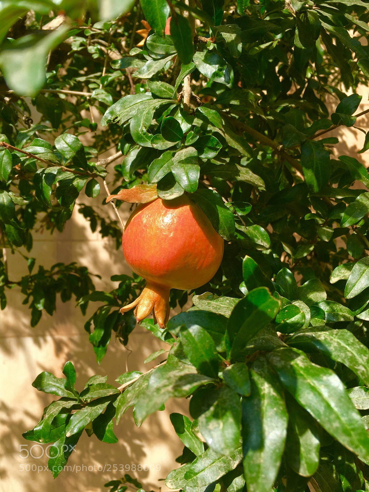 Apple iPhone 6s sample photo. Pomegranate  photography
