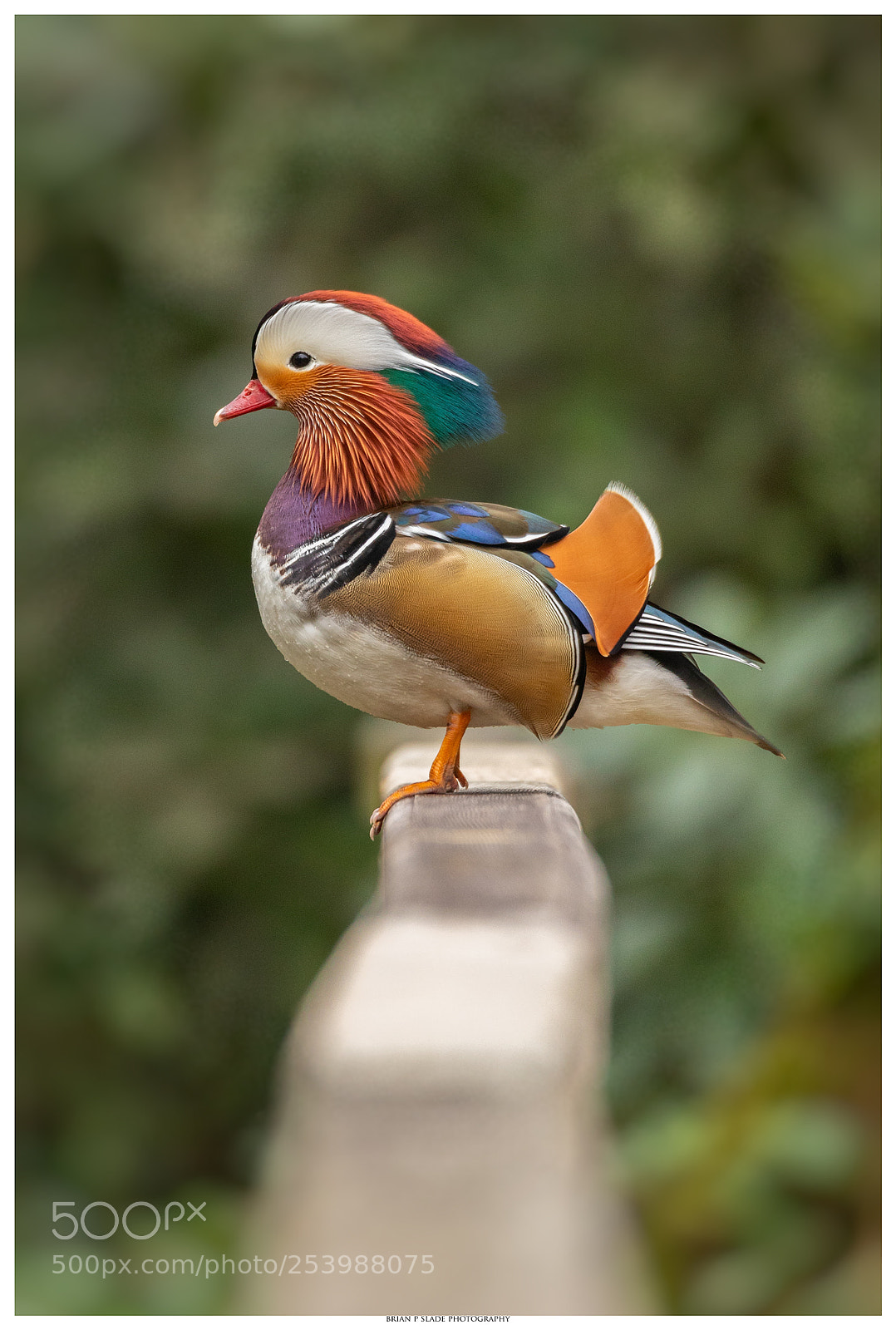 Canon EOS 5D Mark IV sample photo. Male mandarin duck photography