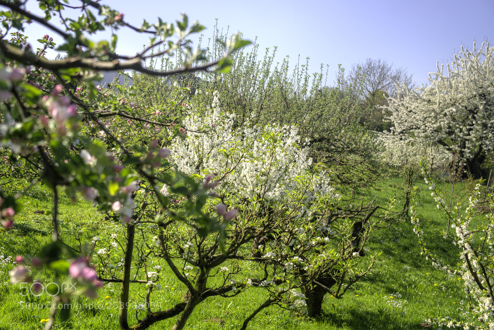 Sony a6000 sample photo. Mit'm hund gassi gehen ,... photography