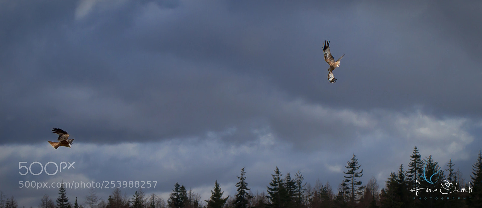 Canon EOS 7D sample photo. Red kites in action photography
