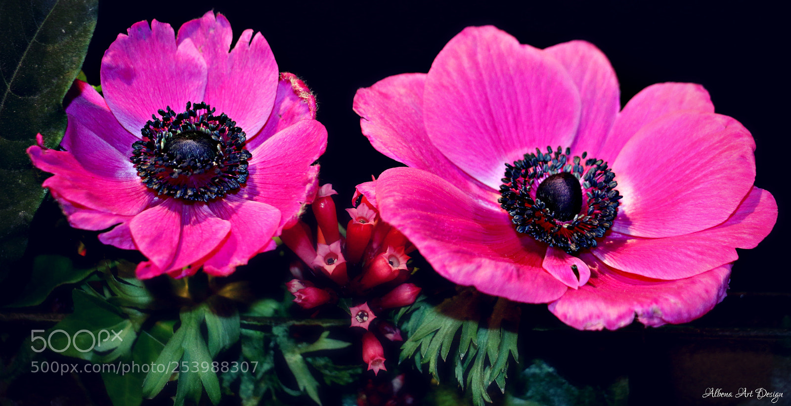 Canon EOS 70D sample photo. ... as two sisters .... photography