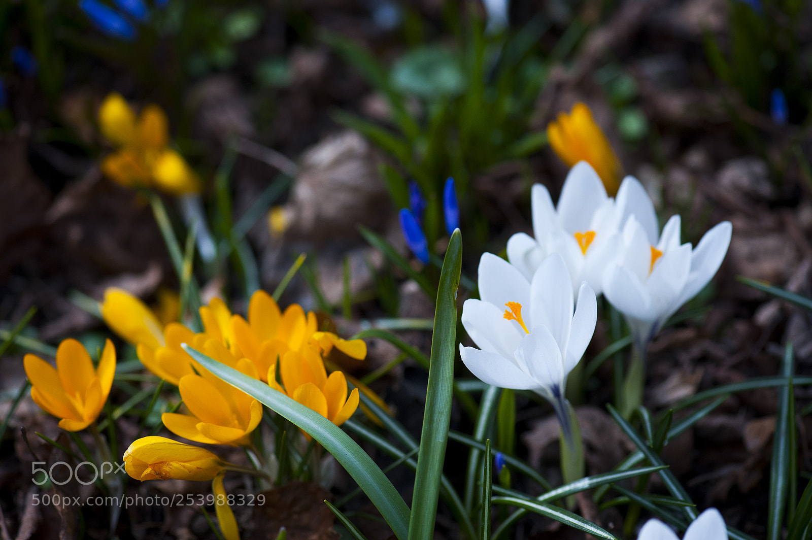 Nikon D700 sample photo. Different spring flowers. photography