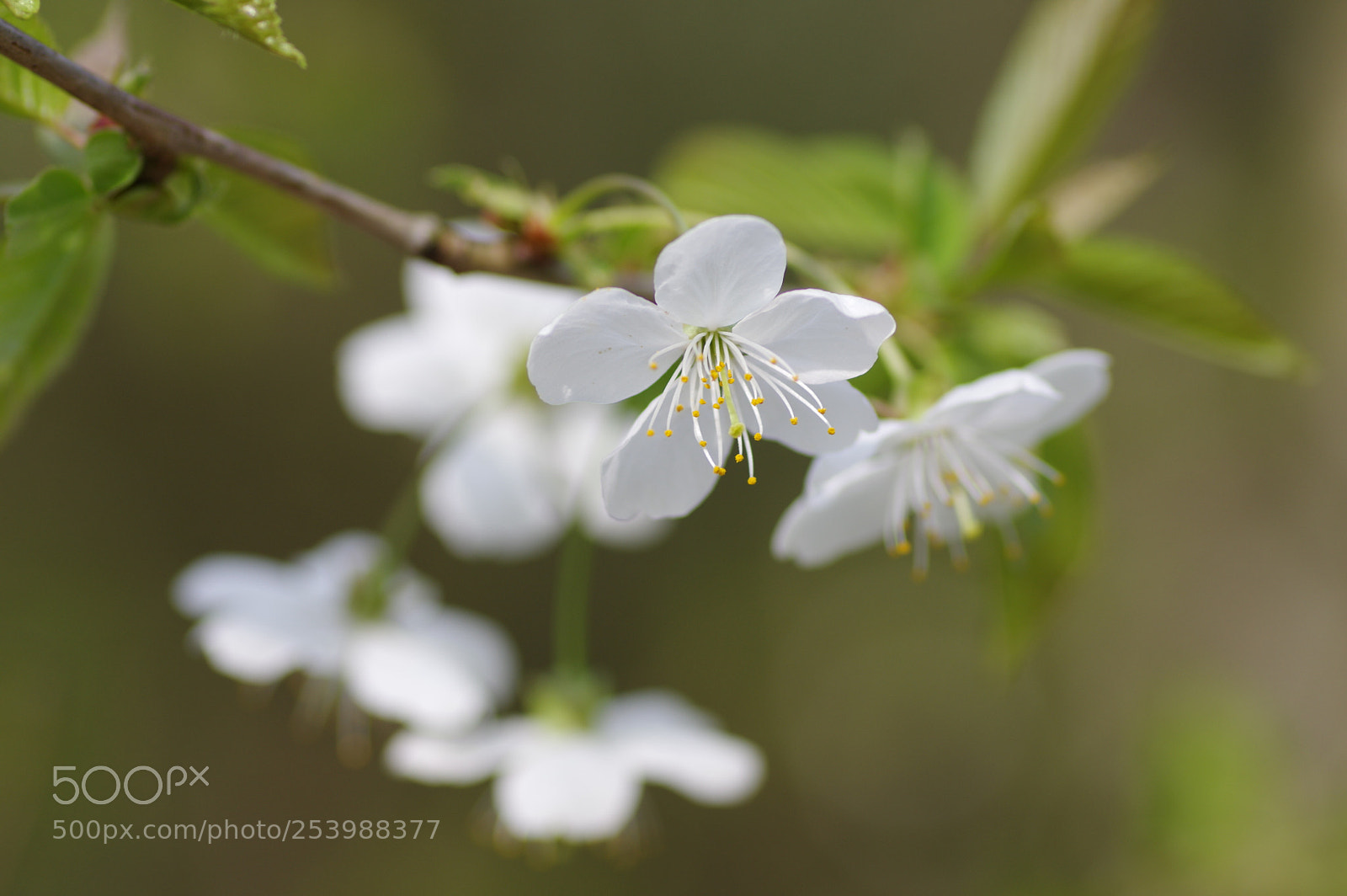 Pentax K-3 sample photo. Spring photography