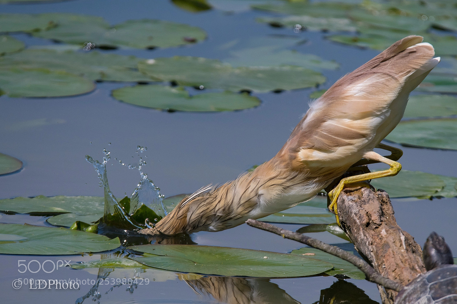 Nikon D500 sample photo. Catching heron photography