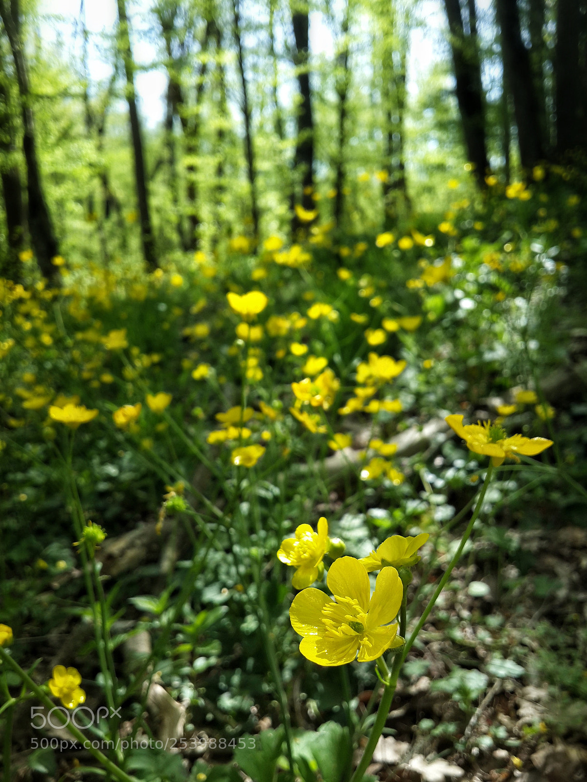 Samsung Galaxy S4 sample photo. Yellow goodmorning photography