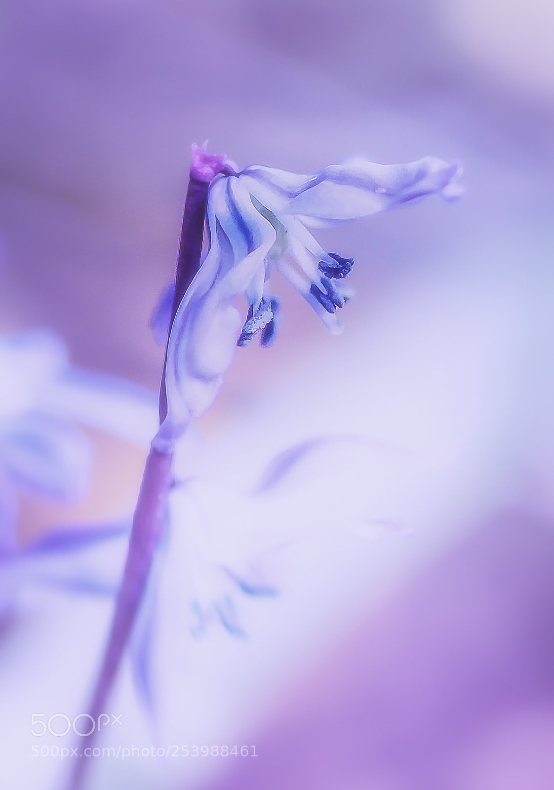 Canon EOS 70D sample photo. Zarter blaustern photography