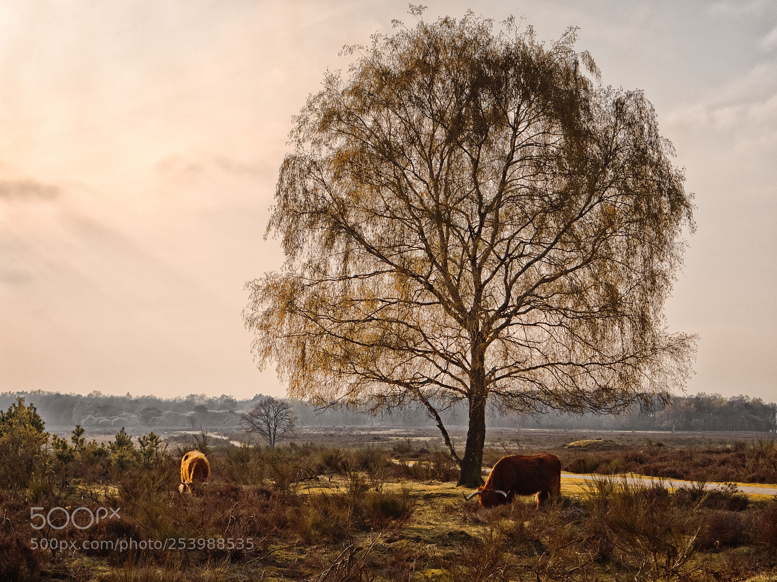 Panasonic Lumix DMC-GX8 sample photo. Heather & highlanders photography
