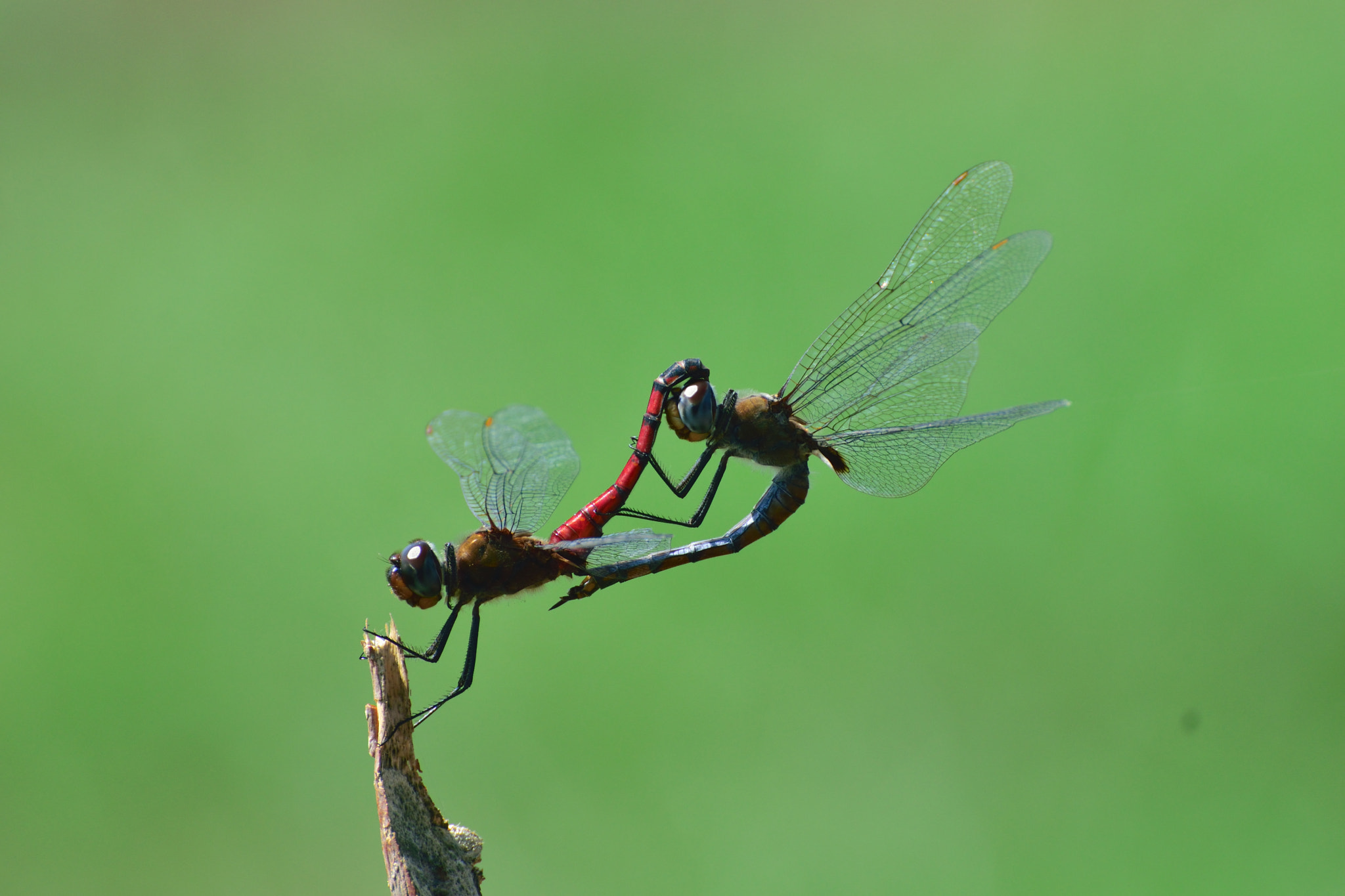 Nikon D5300 sample photo. Tramea limbata photography