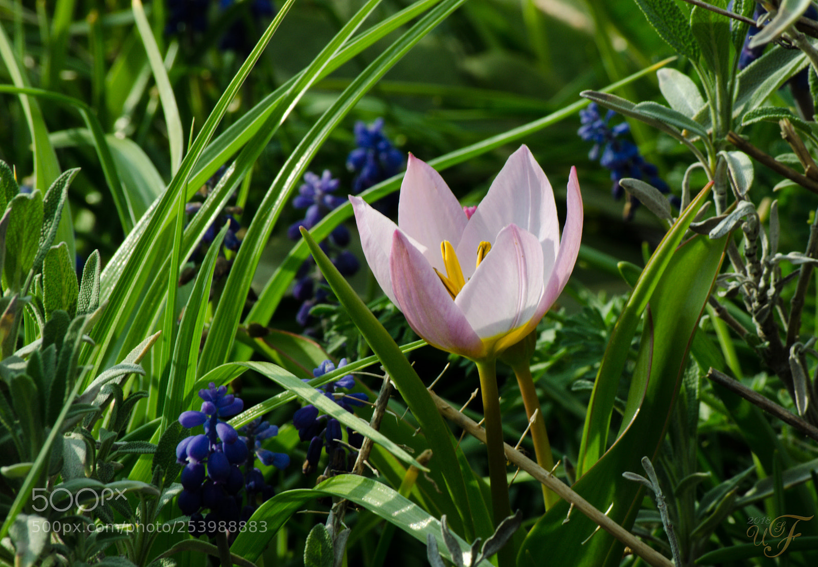 Nikon D5100 sample photo. Blumenwiese photography