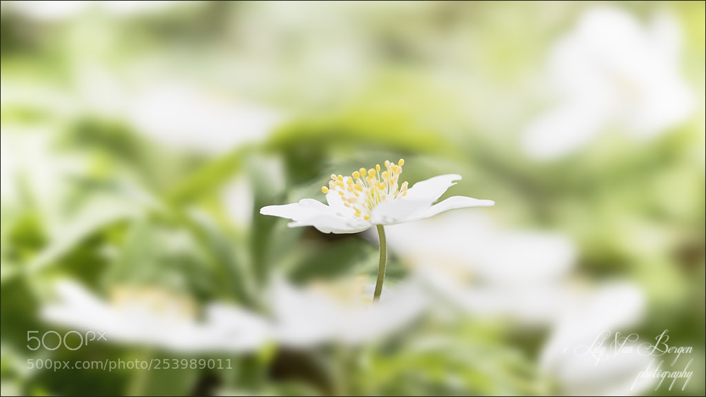 Nikon D810 sample photo. White star photography