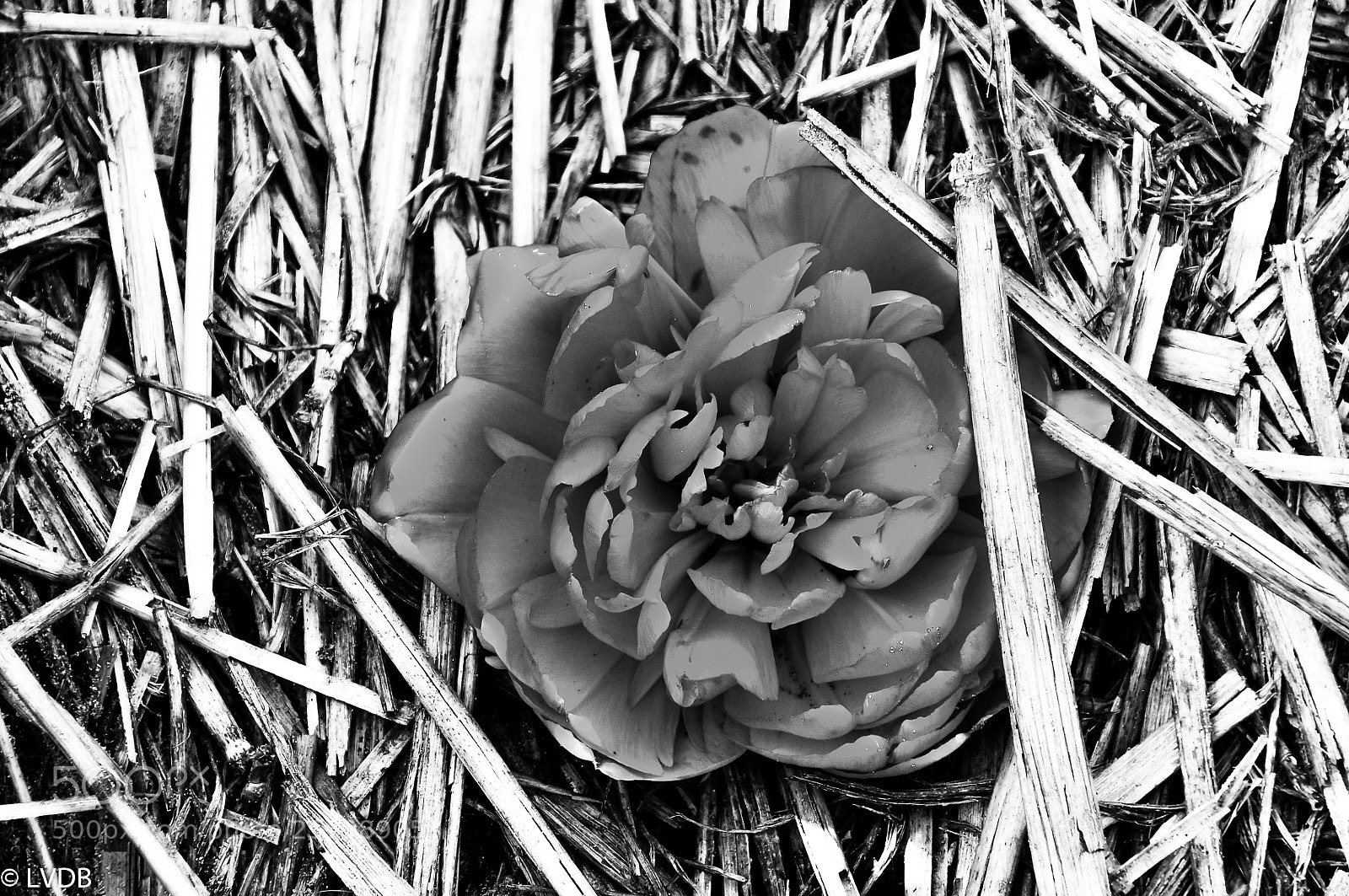 Nikon D300 sample photo. Singel flower photography