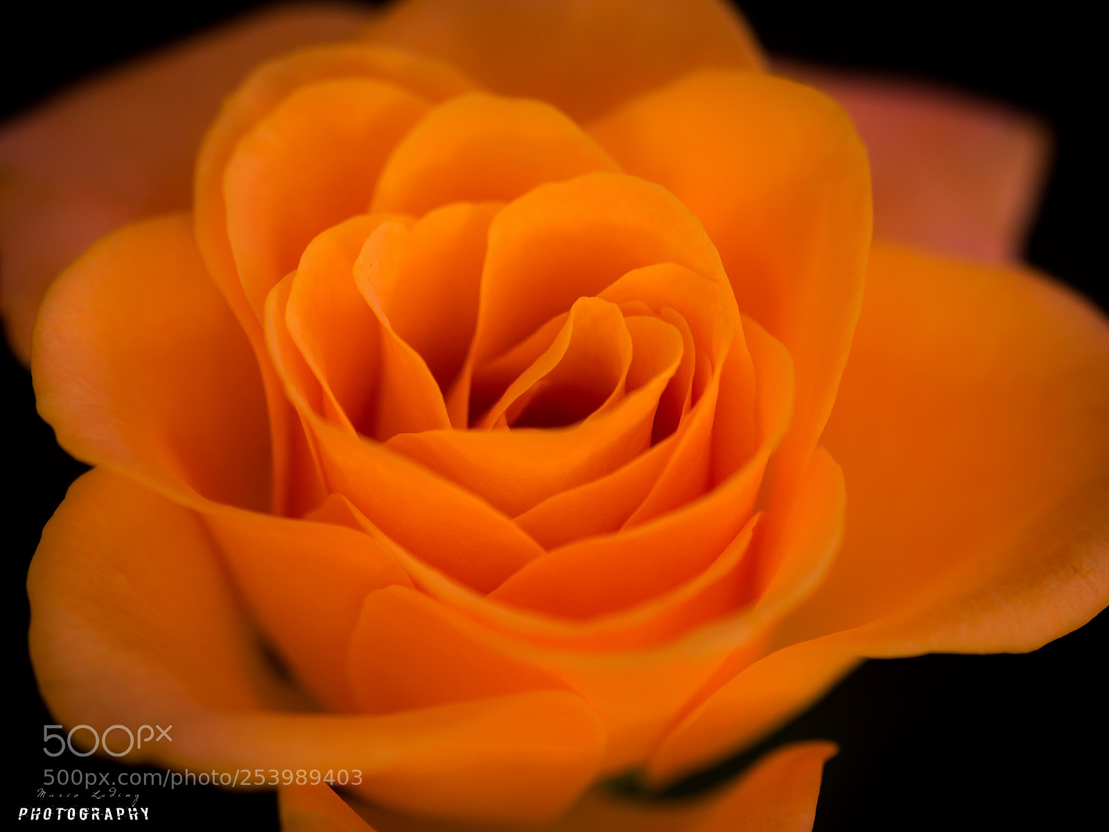 Canon EOS 700D (EOS Rebel T5i / EOS Kiss X7i) sample photo. ☆rose☆ photography