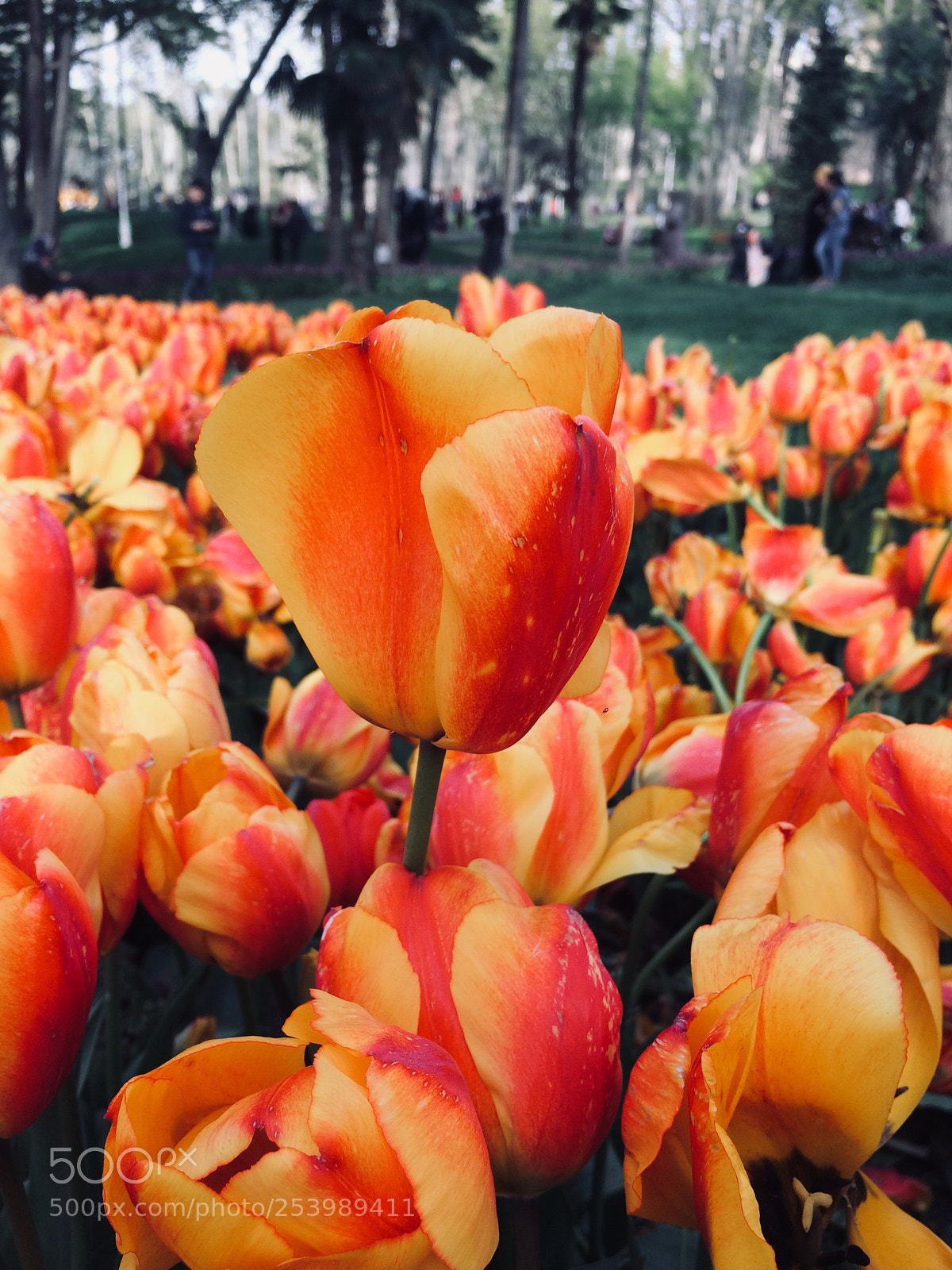 Apple iPhone 5s sample photo. Laleler
 photography