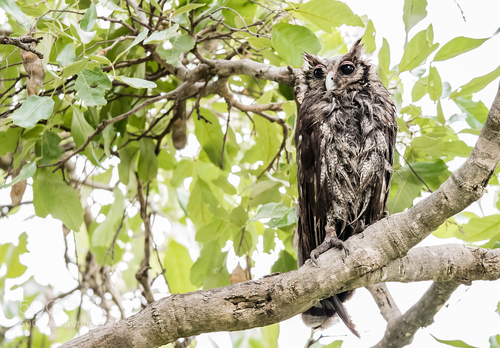 Nikon D5 sample photo. Eagle owl photography