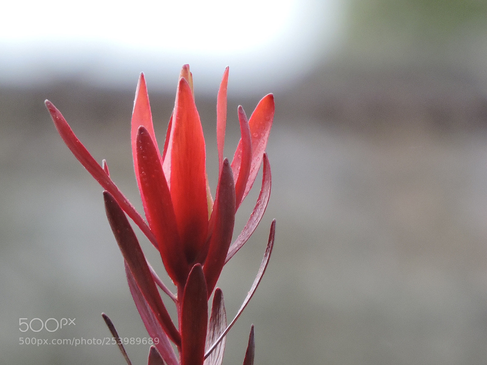 Nikon Coolpix P600 sample photo. Flower in autumn 2018 photography