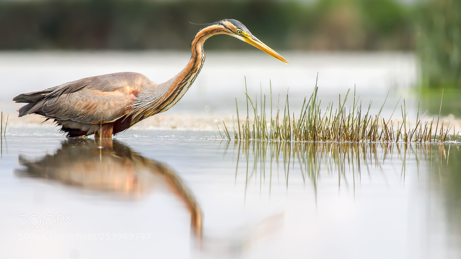 Canon EOS 70D sample photo. Purple heron-erguvani bal k photography