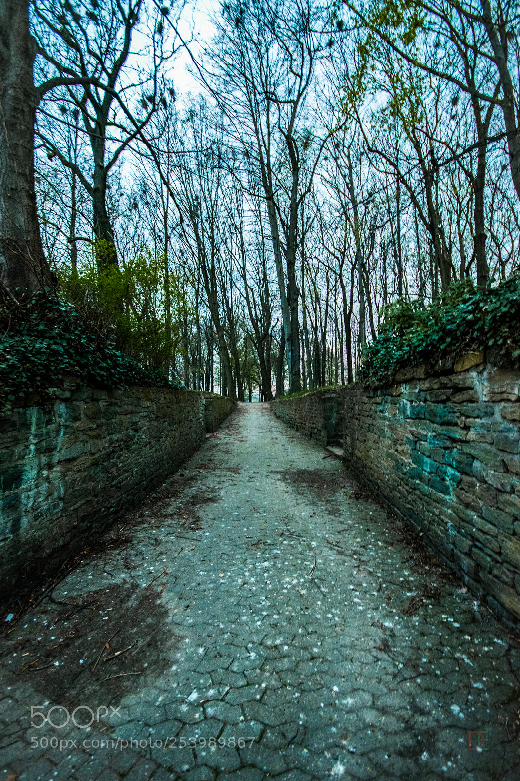 Nikon D5300 sample photo. Path to uncertainty  photography