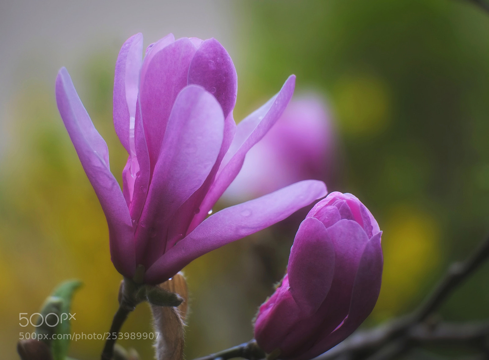 Fujifilm X-E1 sample photo. Magnolia and forsythian bokeh photography