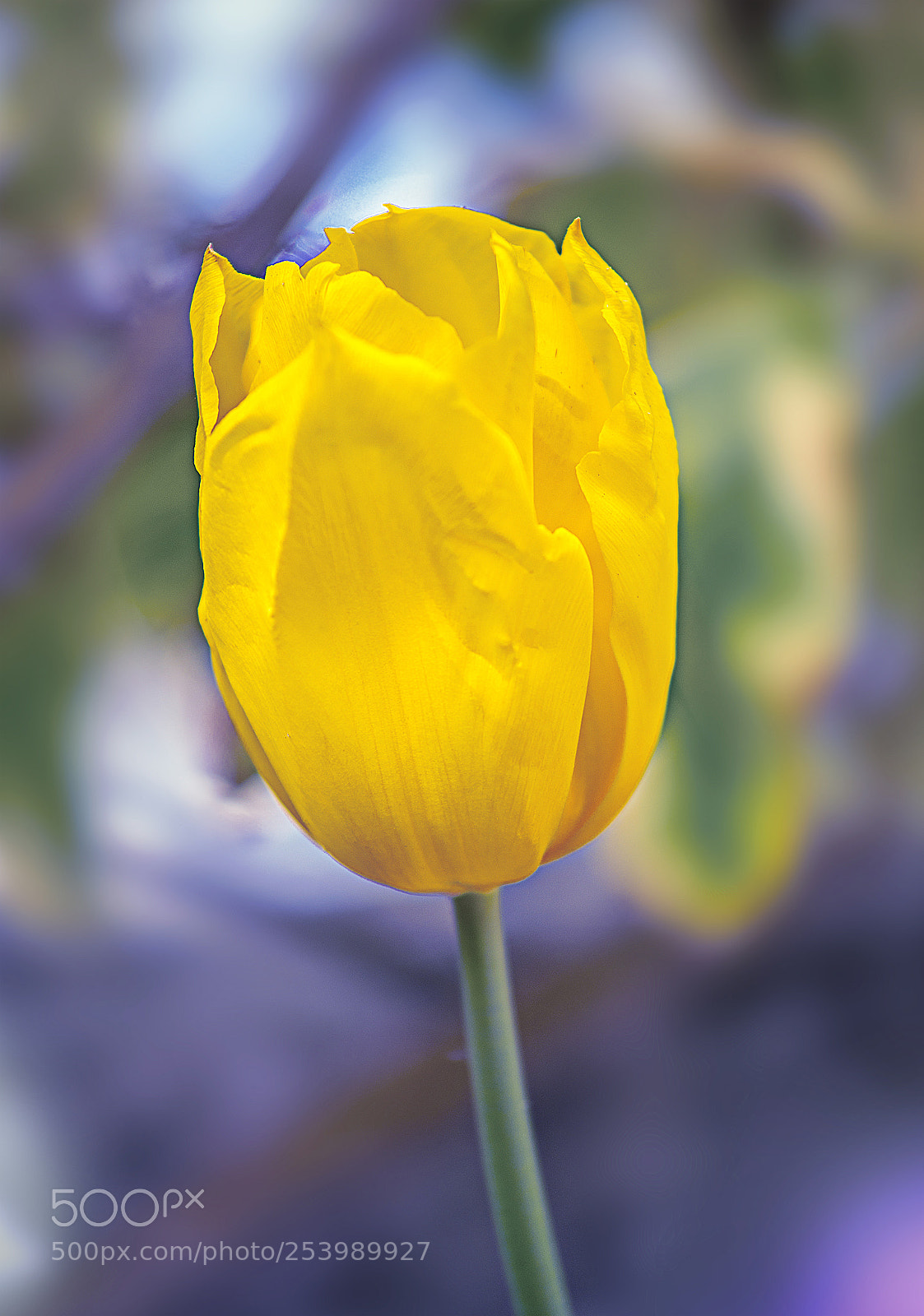 Nikon D600 sample photo. Yellow tulip photography