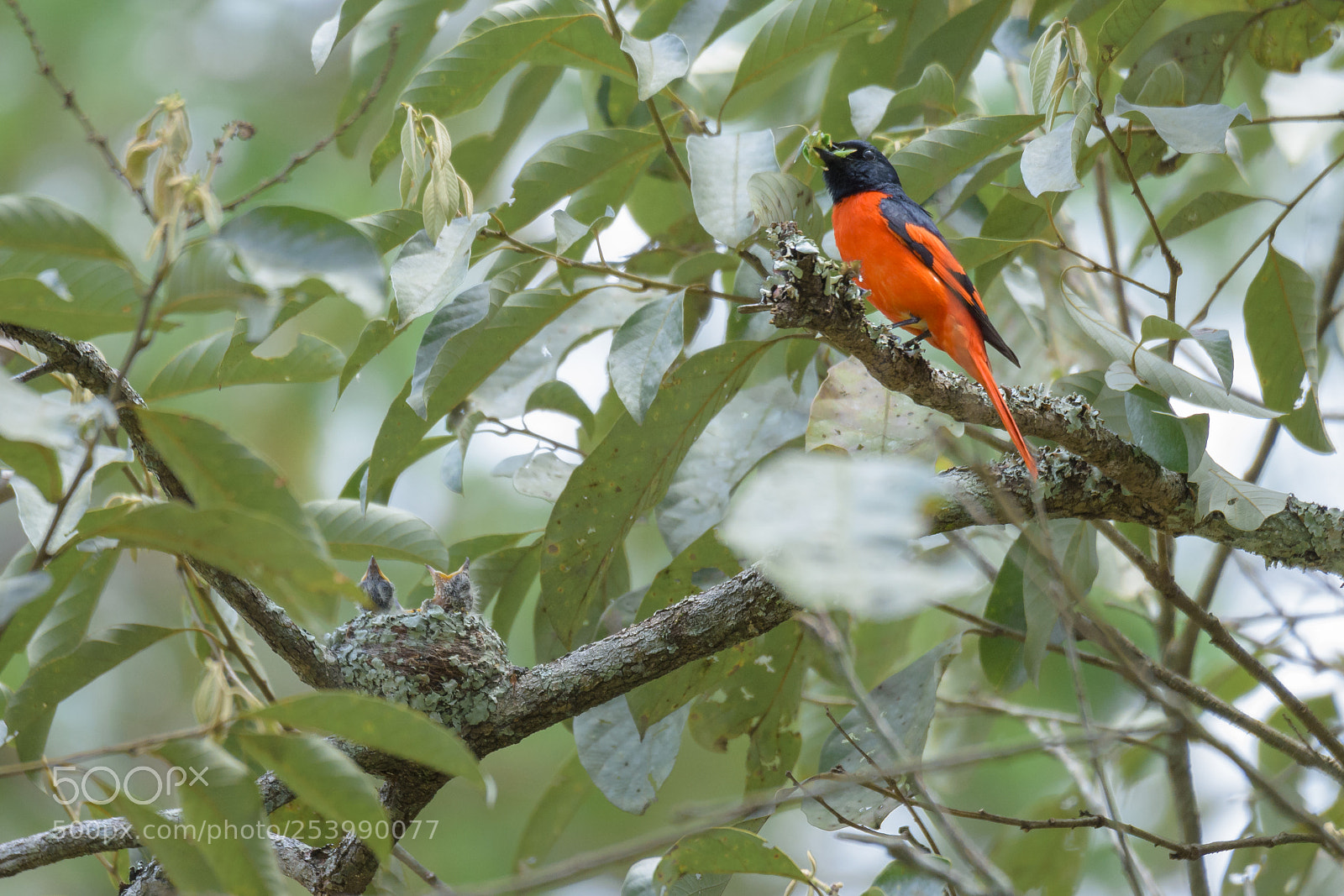 Nikon D7200 sample photo. Scarlet minivet feeding photography