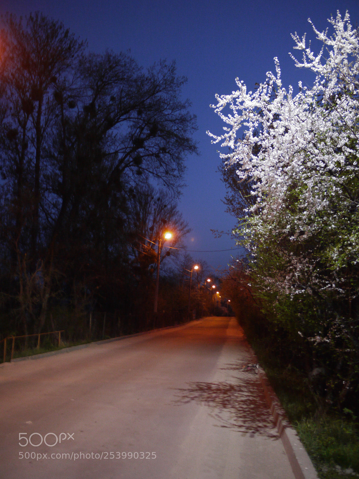 Panasonic Lumix DMC-G1 sample photo. Spring arriving photography