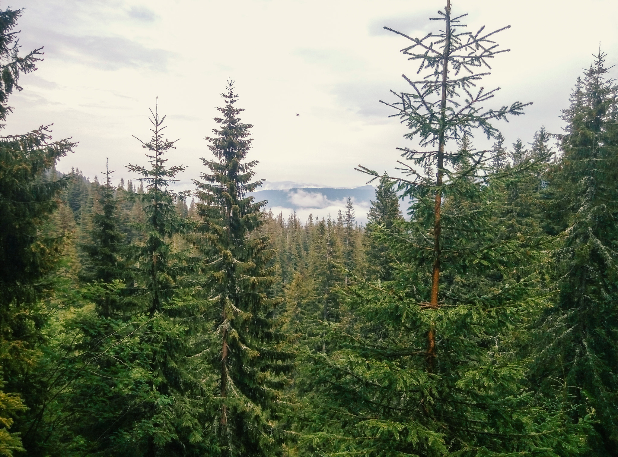 Meizu m2 sample photo. Pine trees photography