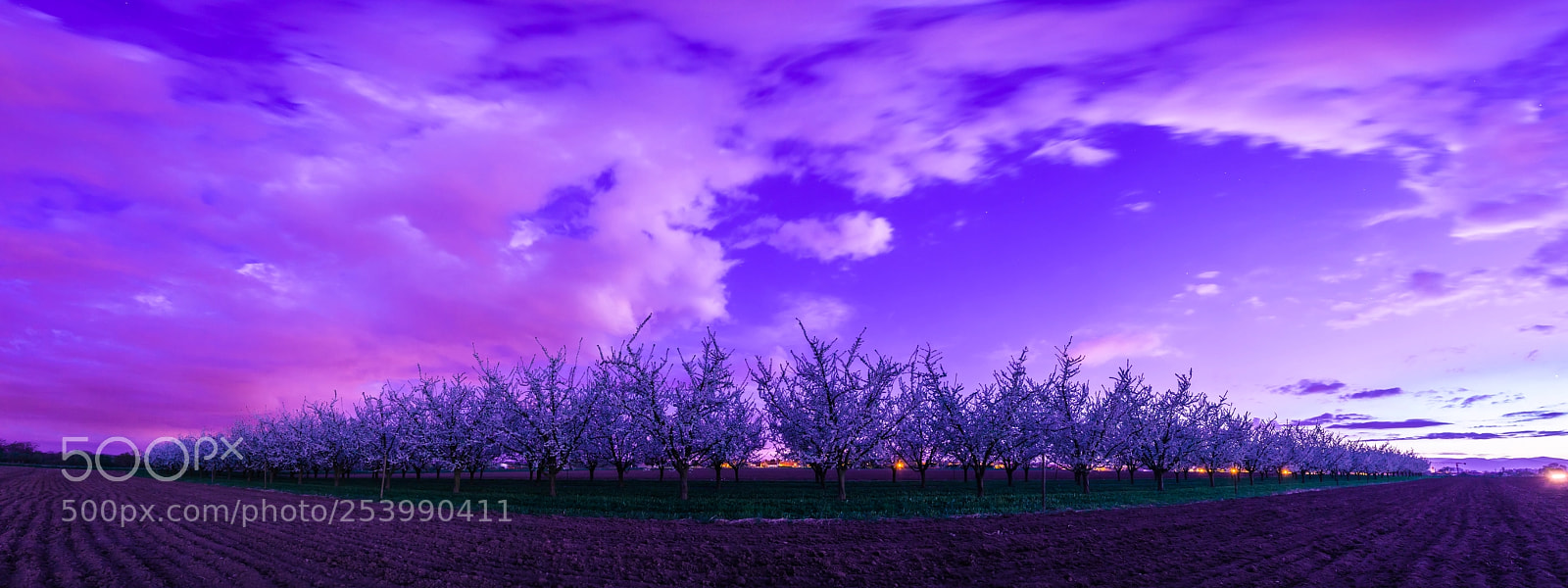 Canon EOS 6D sample photo. Apple trees photography