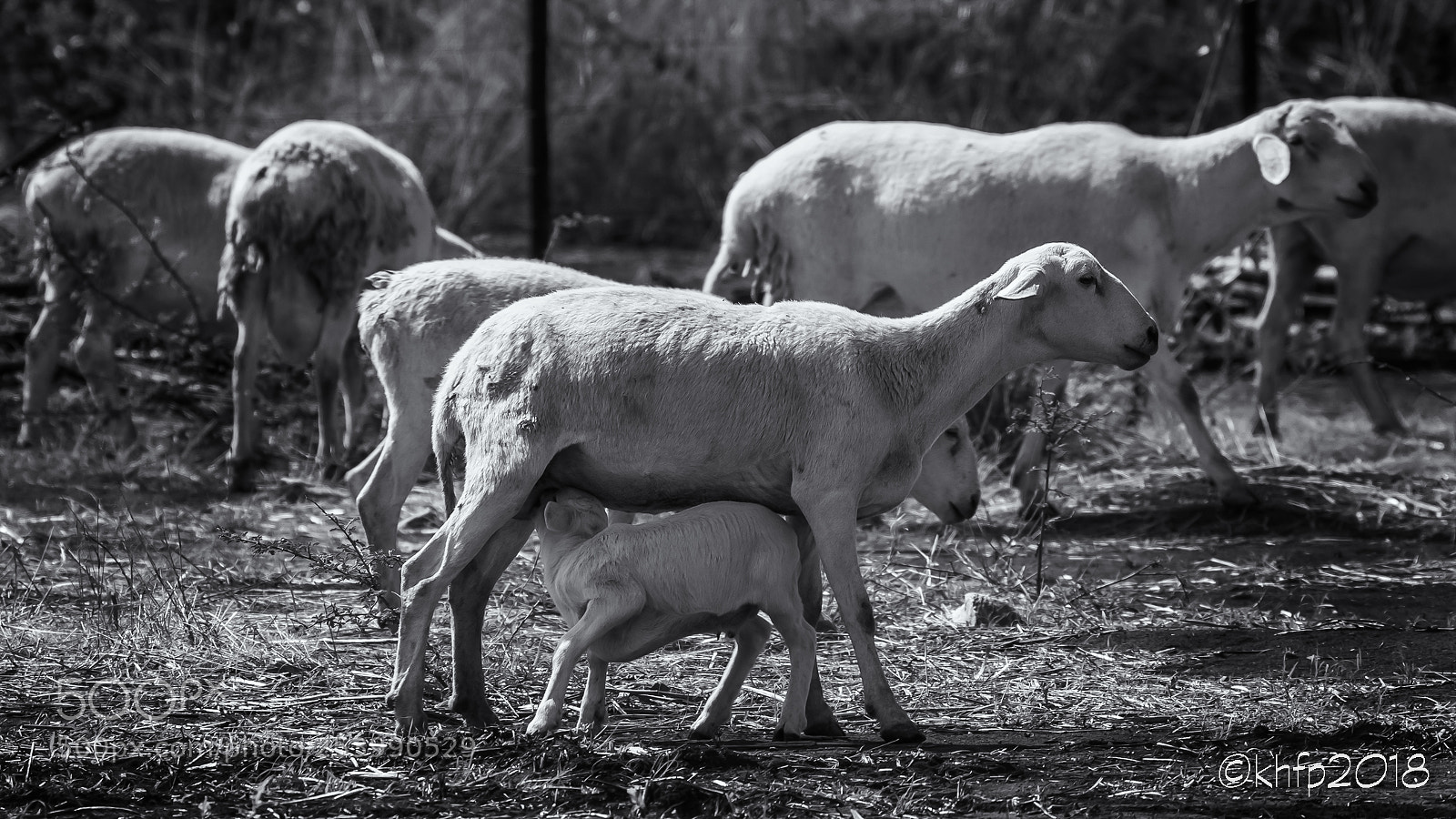 Canon EOS 650D (EOS Rebel T4i / EOS Kiss X6i) sample photo. Sheep (ewe & lamb) photography