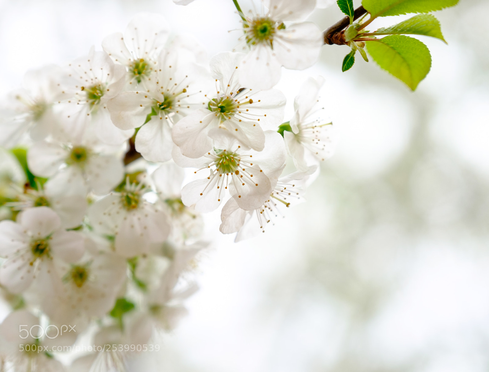 Fujifilm X-T10 sample photo. White blossom photography