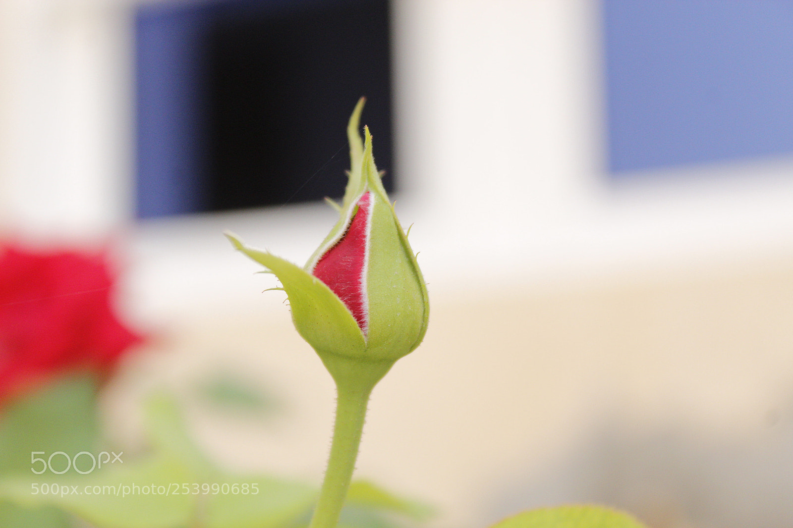 Canon EOS 1200D (EOS Rebel T5 / EOS Kiss X70 / EOS Hi) sample photo. Do as you would photography