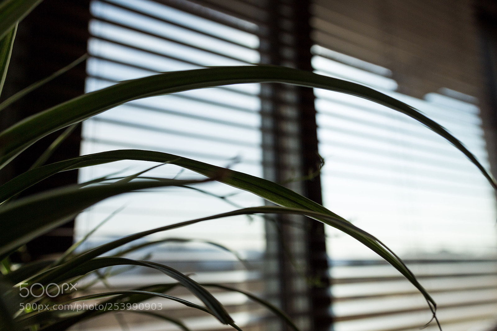 Canon EOS 700D (EOS Rebel T5i / EOS Kiss X7i) sample photo. Window photography