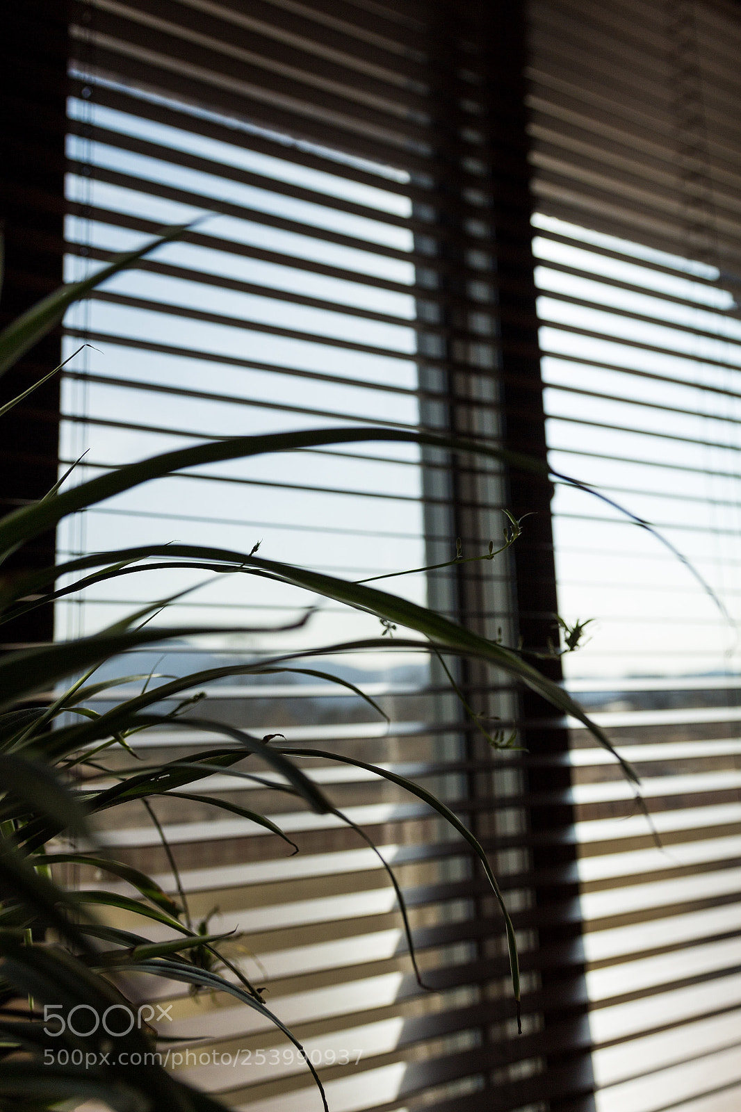 Canon EOS 700D (EOS Rebel T5i / EOS Kiss X7i) sample photo. Window photography