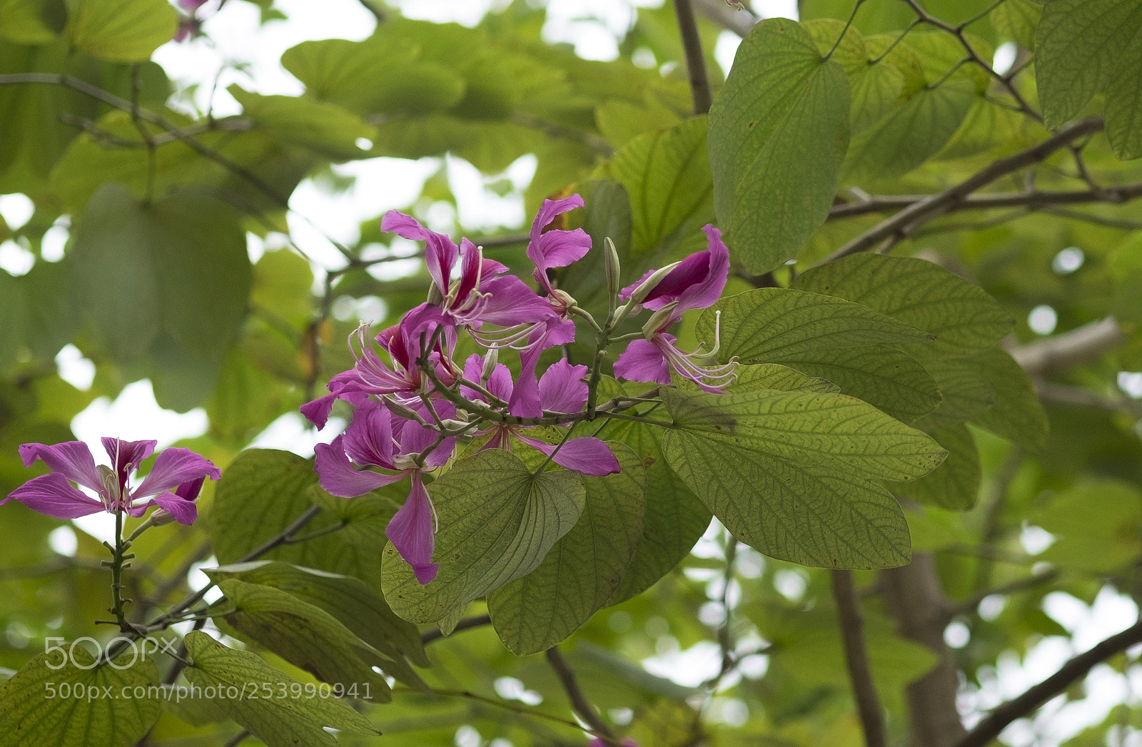 Fujifilm X-T10 sample photo. Purple flowers photography