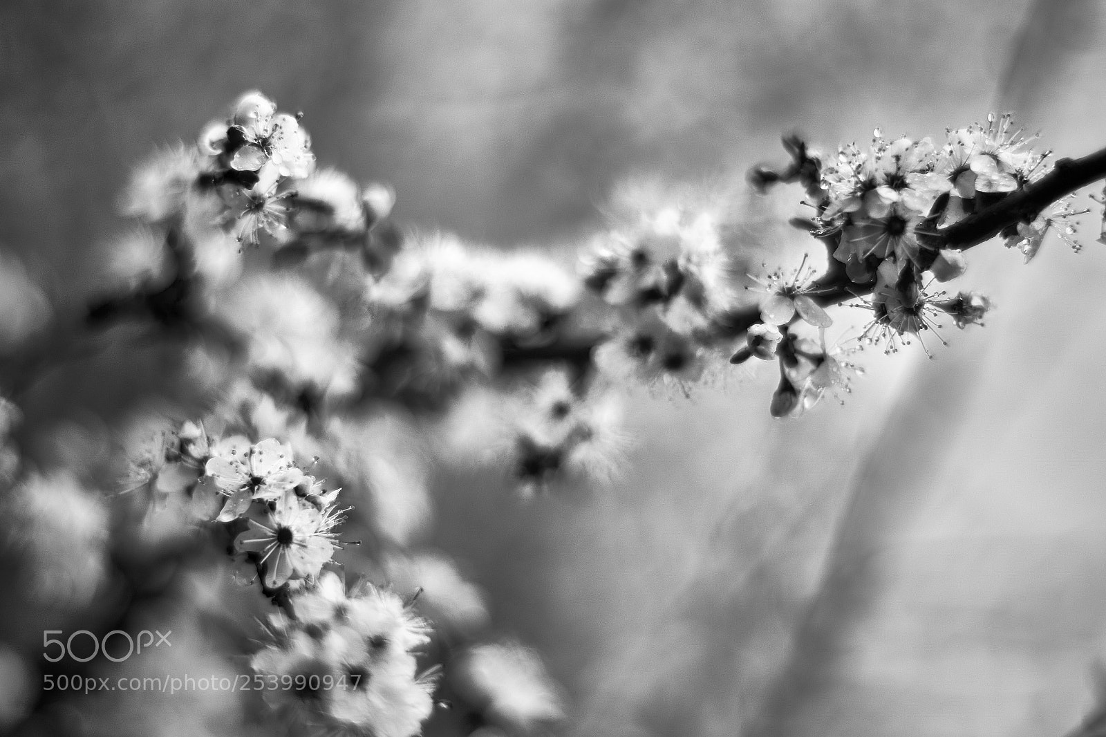 Fujifilm X-E2S sample photo. Spring photography