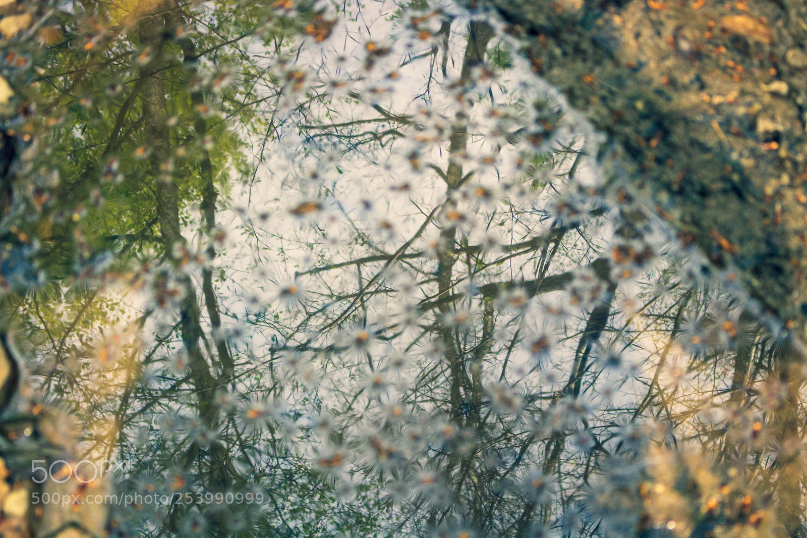 Canon EOS 750D (EOS Rebel T6i / EOS Kiss X8i) sample photo. Reflected forest photography