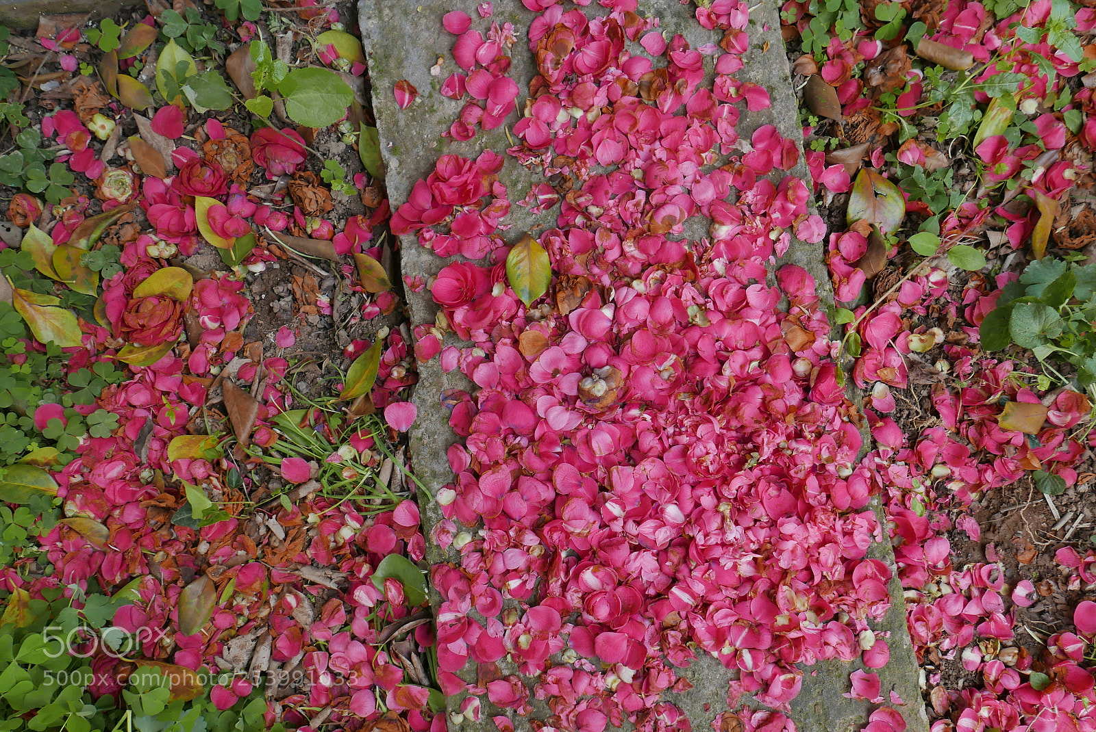 Panasonic Lumix DMC-LX100 sample photo. Flower path photography