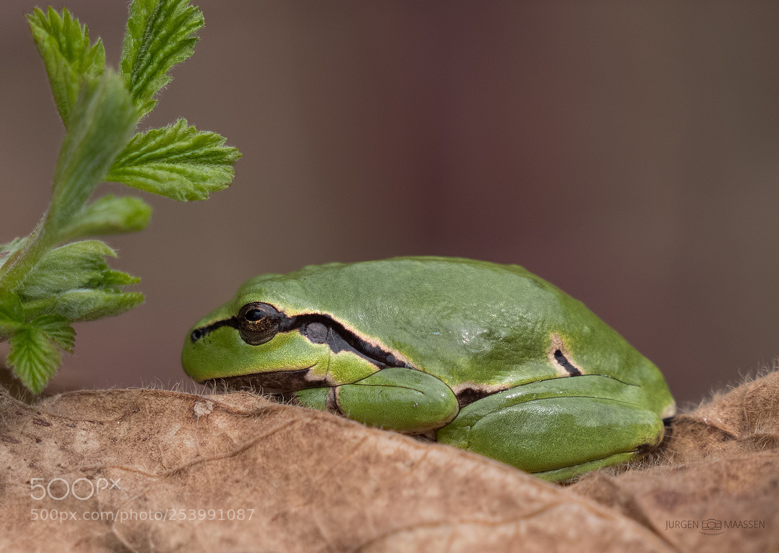 Panasonic Lumix DC-G9 sample photo. Tree frog. photography