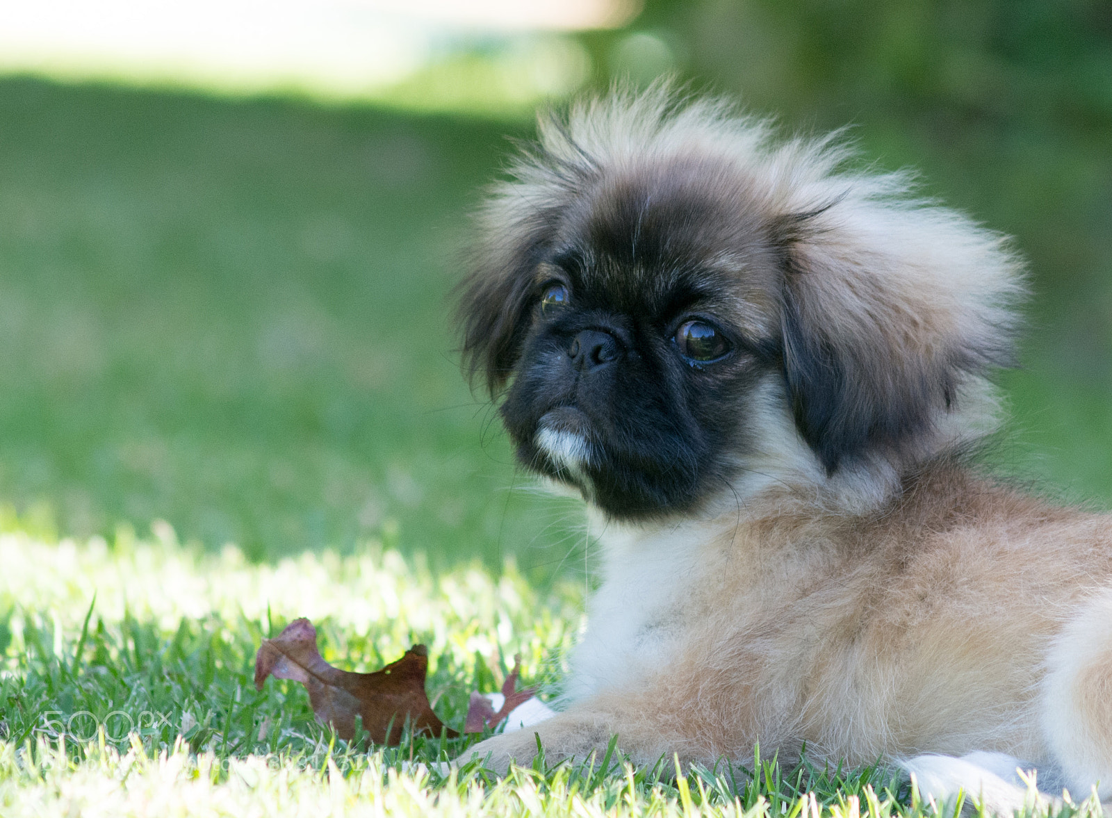 Nikon D7100 sample photo. Pickengese photography