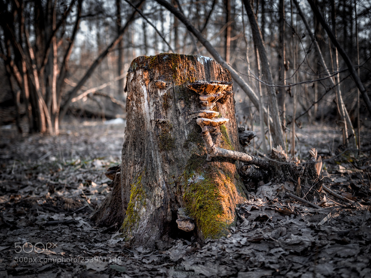 Olympus OM-D E-M1 sample photo. Spring forest photography