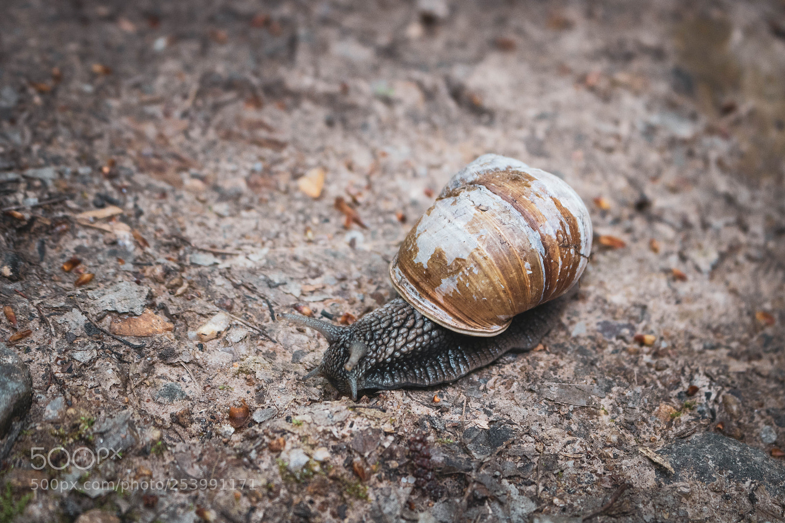Canon EOS 750D (EOS Rebel T6i / EOS Kiss X8i) sample photo. Nautilus photography