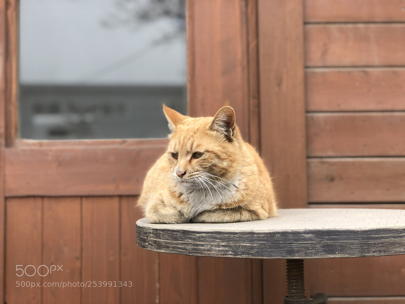 Apple iPhone 8 Plus sample photo. Cat photography