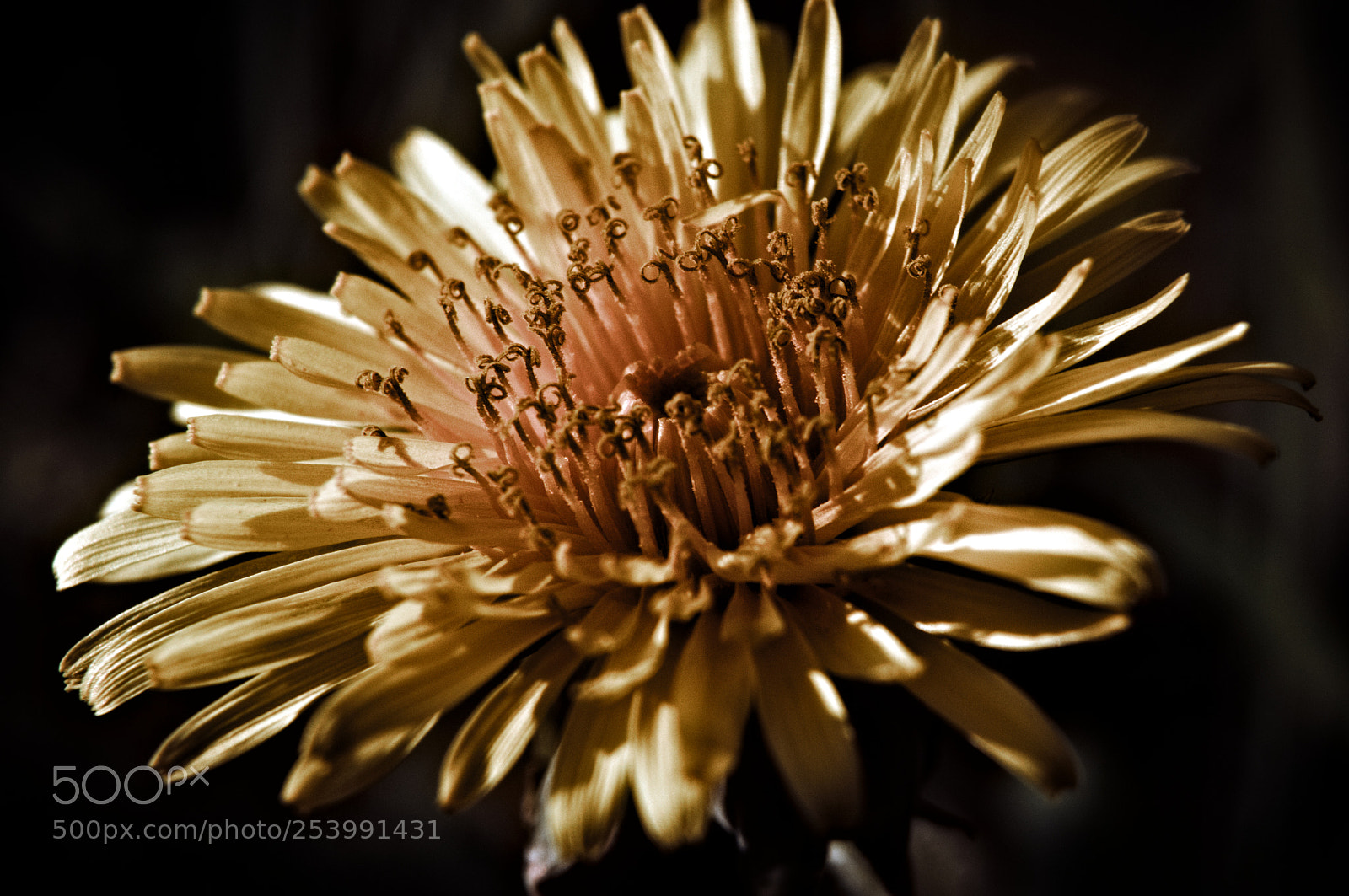 Nikon D3200 sample photo. Dandelion light&shadow photography