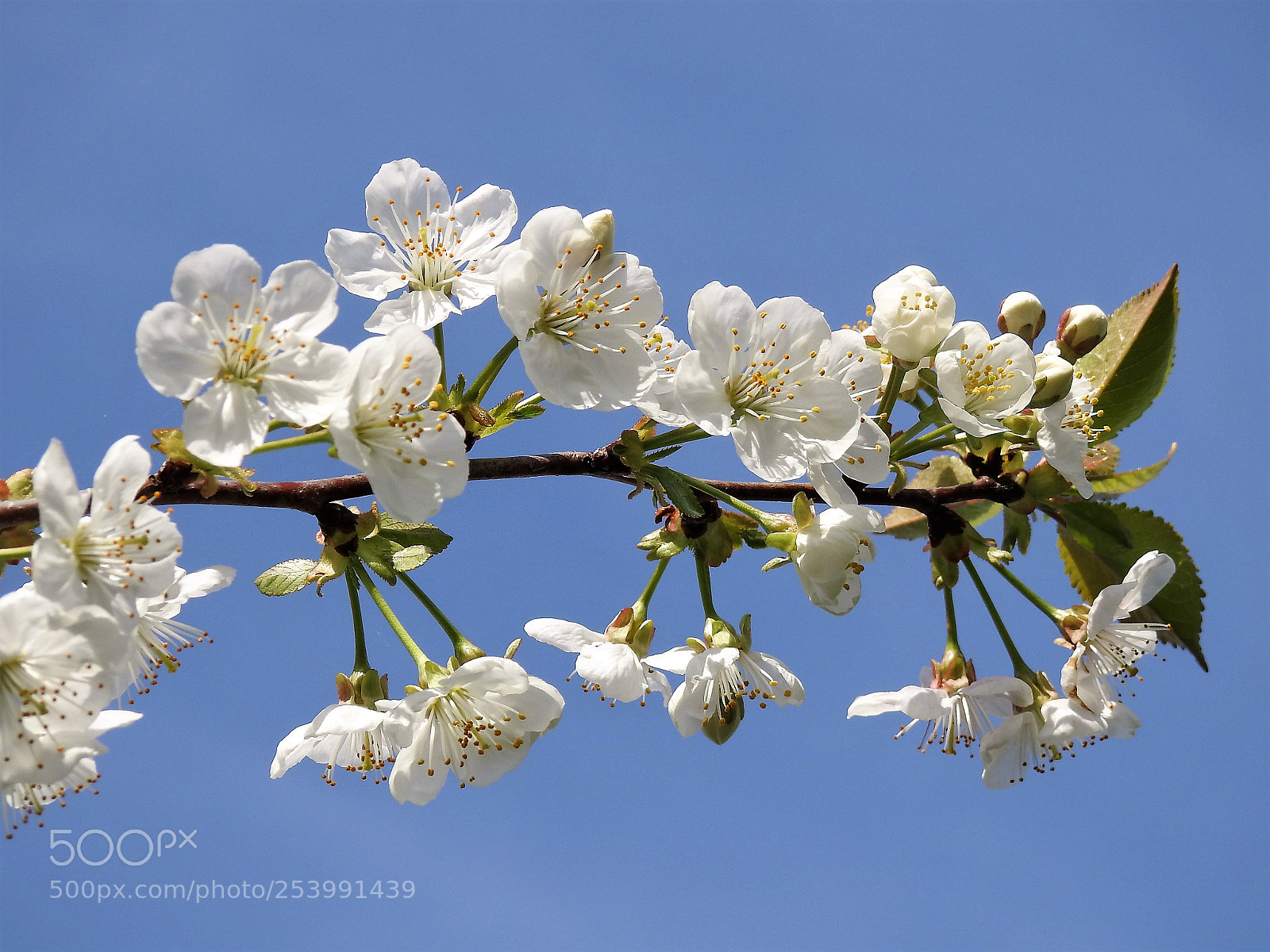 Nikon Coolpix P900 sample photo. Cherry blossom photography