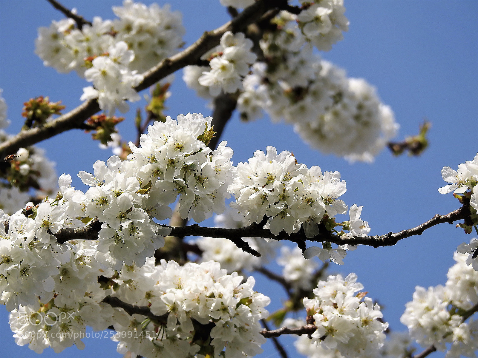 Nikon Coolpix P900 sample photo. Cherry blossom photography