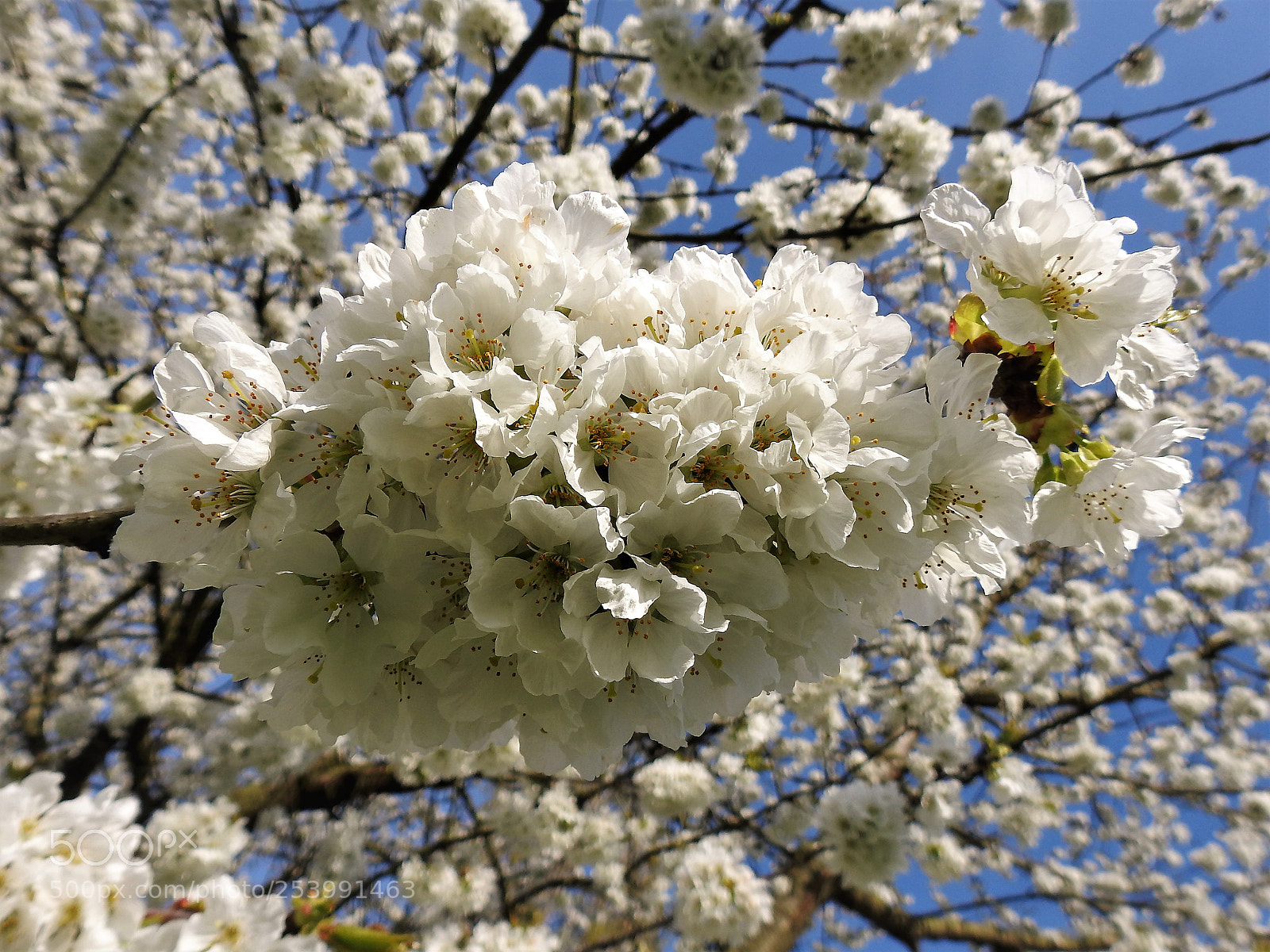 Nikon Coolpix P900 sample photo. Sakura photography